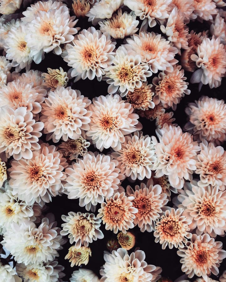 closeup of blush pink dahlias against a black backgroun